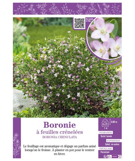 BORONIE À FEUILLES CRÉNELÉES