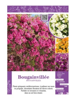 BOUGAINVILLEA (varié)