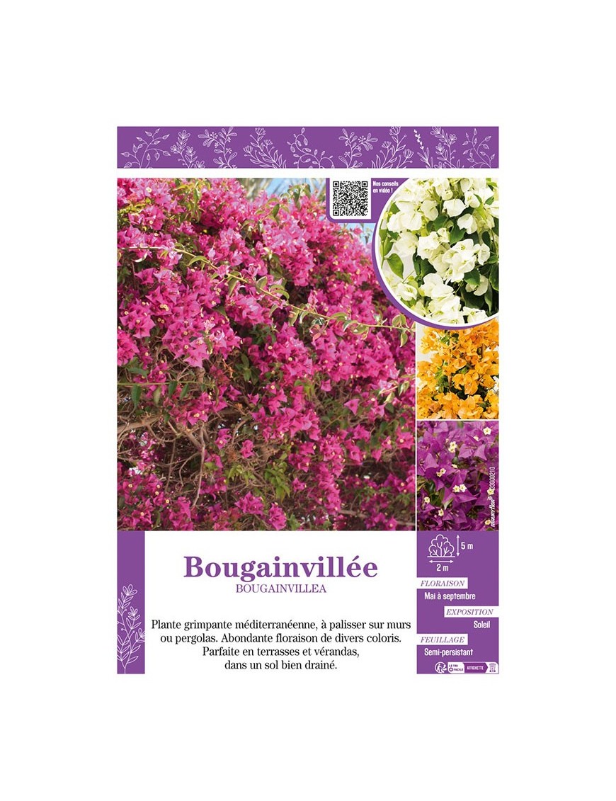 BOUGAINVILLEA (varié)