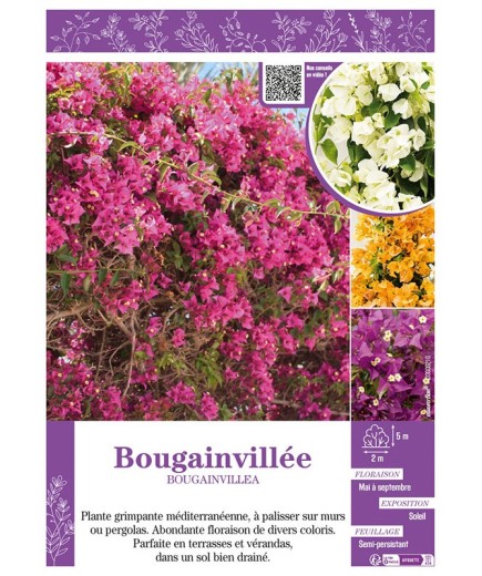 BOUGAINVILLEA (varié)