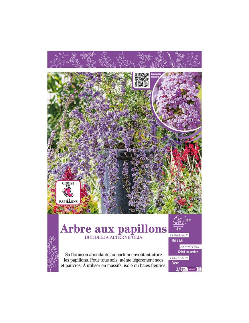 BUDDLEJA ALTERNIFOLIA voir ARBRE AUX PAPILLONS