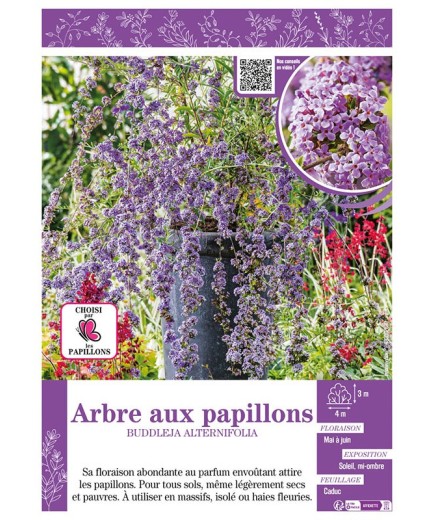 BUDDLEJA ALTERNIFOLIA voir ARBRE AUX PAPILLONS