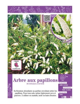 BUDDLEJA DAVIDII (blanc) voir ARBRE AUX PAPILLONS