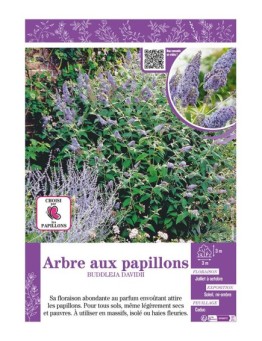 BUDDLEJA DAVIDII (mauve) voir ARBRE AUX PAPILLONS