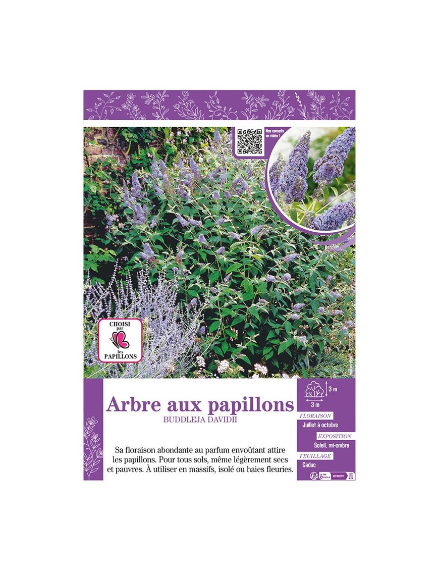 BUDDLEJA DAVIDII (mauve) voir ARBRE AUX PAPILLONS