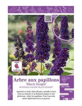 BUDDLEJA DAVIDII BLACK KNIGHT voir ARBRE AUX PAPILLONS