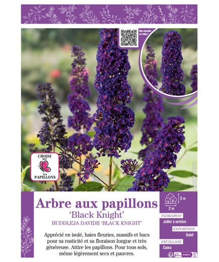 BUDDLEJA DAVIDII BLACK KNIGHT voir ARBRE AUX PAPILLONS