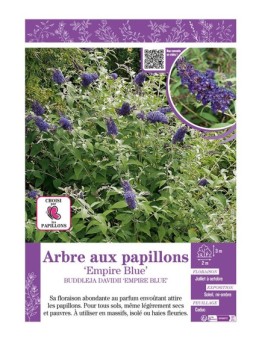 BUDDLEJA DAVIDII EMPIRE BLUE voir ARBRE AUX PAPILLONS