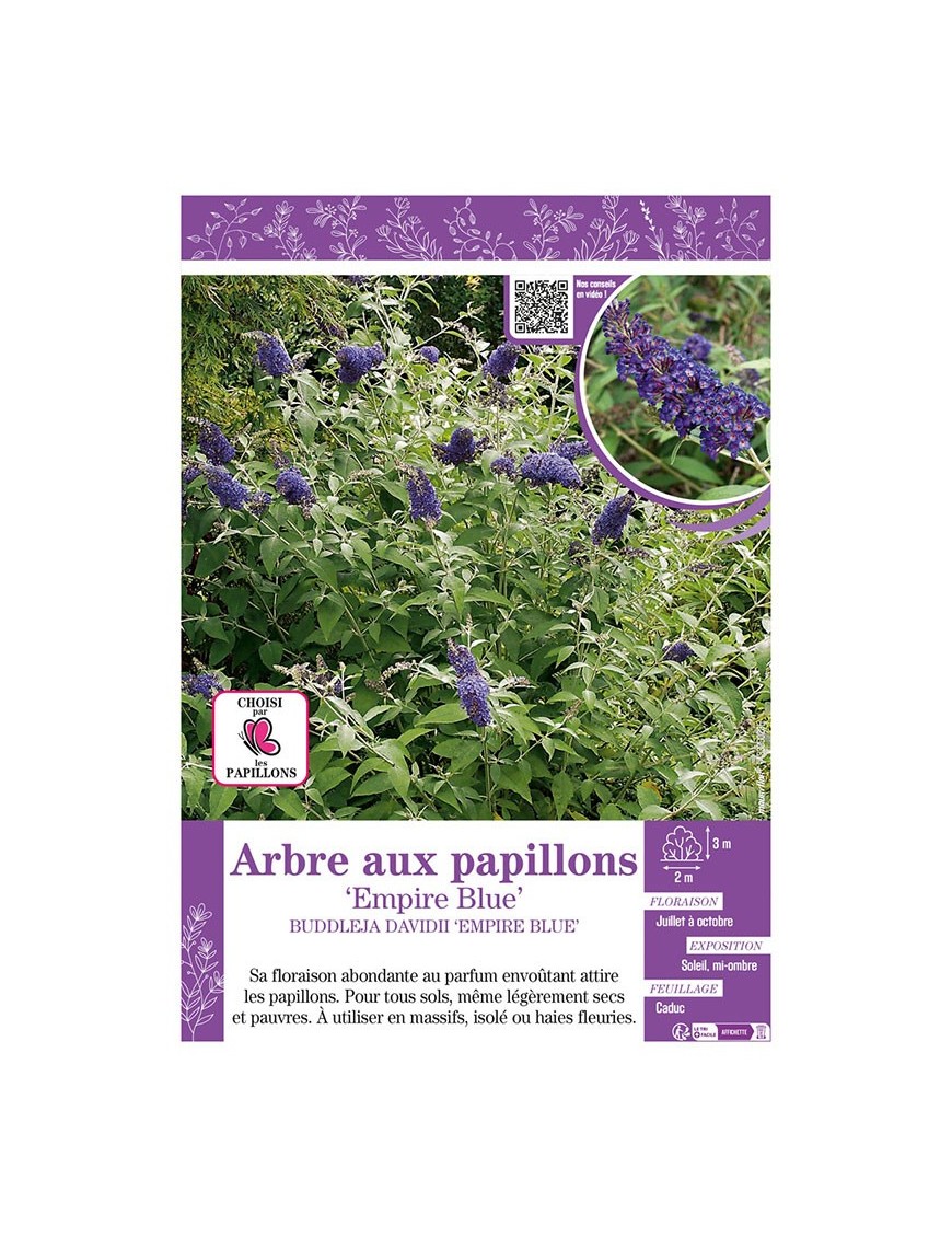 BUDDLEJA DAVIDII EMPIRE BLUE voir ARBRE AUX PAPILLONS