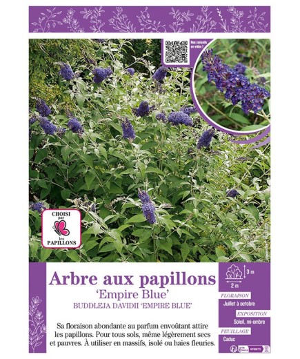 BUDDLEJA DAVIDII EMPIRE BLUE voir ARBRE AUX PAPILLONS