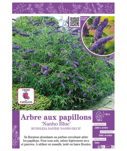 BUDDLEJA DAVIDII NANHO BLUE voir ARBRE AUX PAPILLONS