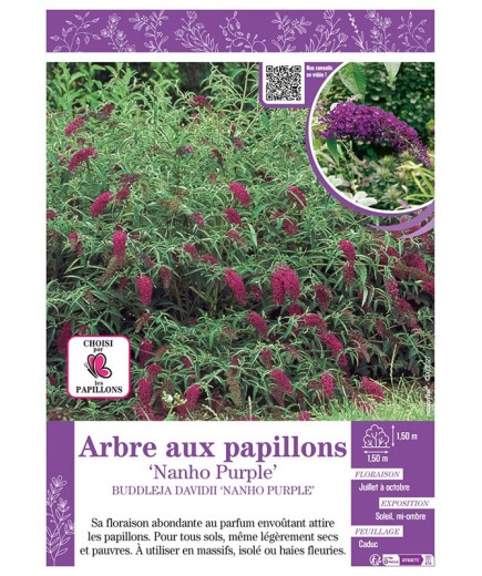 BUDDLEJA DAVIDII NANHO PURPLE voir ARBRE AUX PAPILLONS