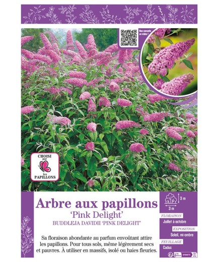 BUDDLEJA DAVIDII PINK DELIGHT voir ARBRE AUX PAPILLONS