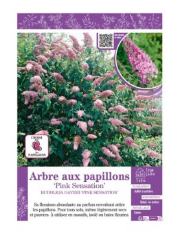BUDDLEJA DAVIDII PINK SENSATION voir ARBRE AUX PAPILLONS