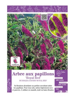 BUDDLEJA DAVIDII ROYAL RED voir ARBRE AUX PAPILLONS