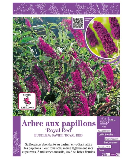 BUDDLEJA DAVIDII ROYAL RED voir ARBRE AUX PAPILLONS