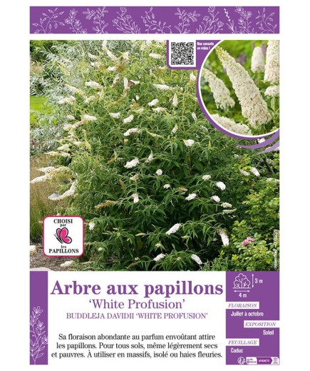 BUDDLEJA DAVIDII WHITE PROFUSION voir ARBRE AUX PAPILLONS