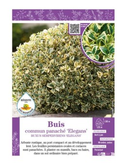 BUXUS SEMPERVIRENS ELEGANS voir BUIS COMMUN PANACHÉ