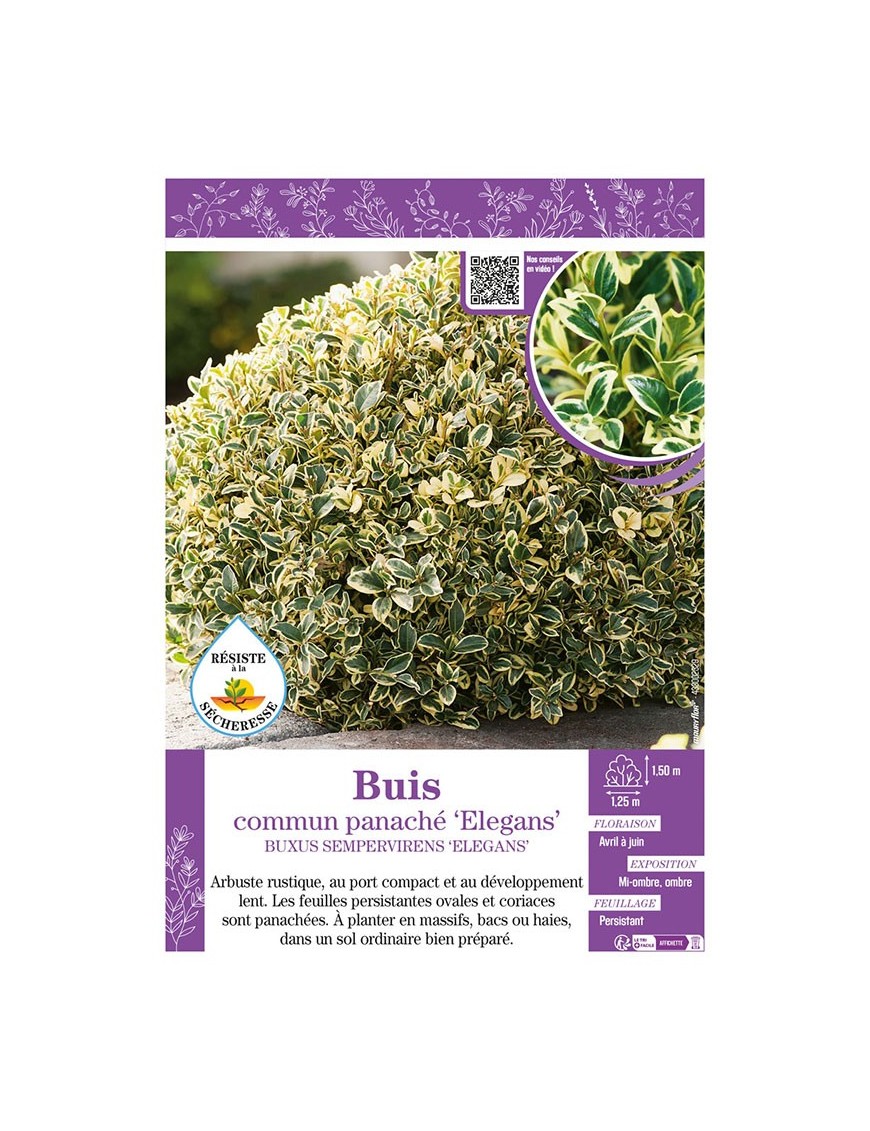 BUXUS SEMPERVIRENS ELEGANS voir BUIS COMMUN PANACHÉ
