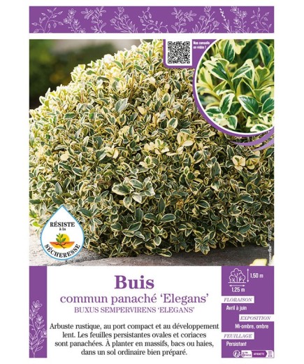 BUXUS SEMPERVIRENS ELEGANS voir BUIS COMMUN PANACHÉ