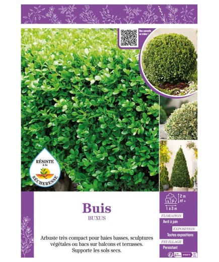 BUXUS voir BUIS