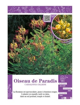 CAESALPINIA GILLIESII voir Oiseau de Paradis