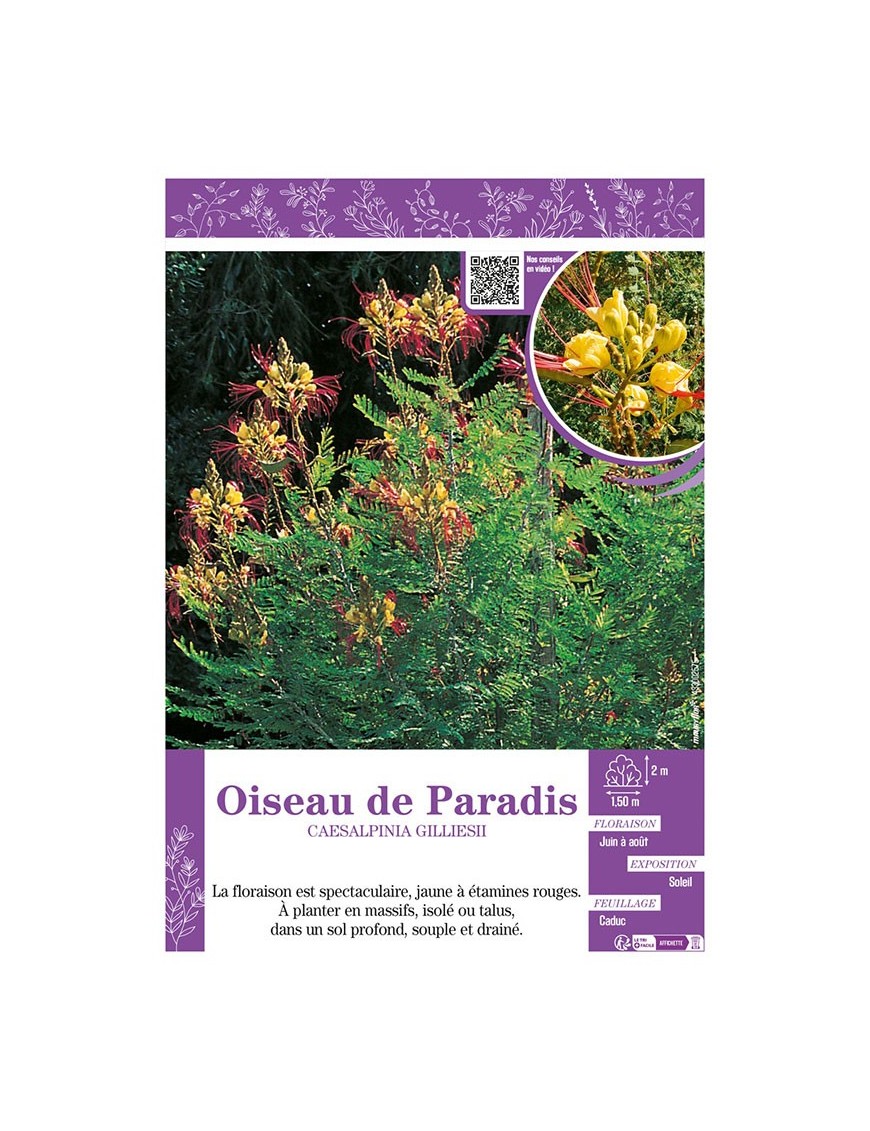 CAESALPINIA GILLIESII voir Oiseau de Paradis