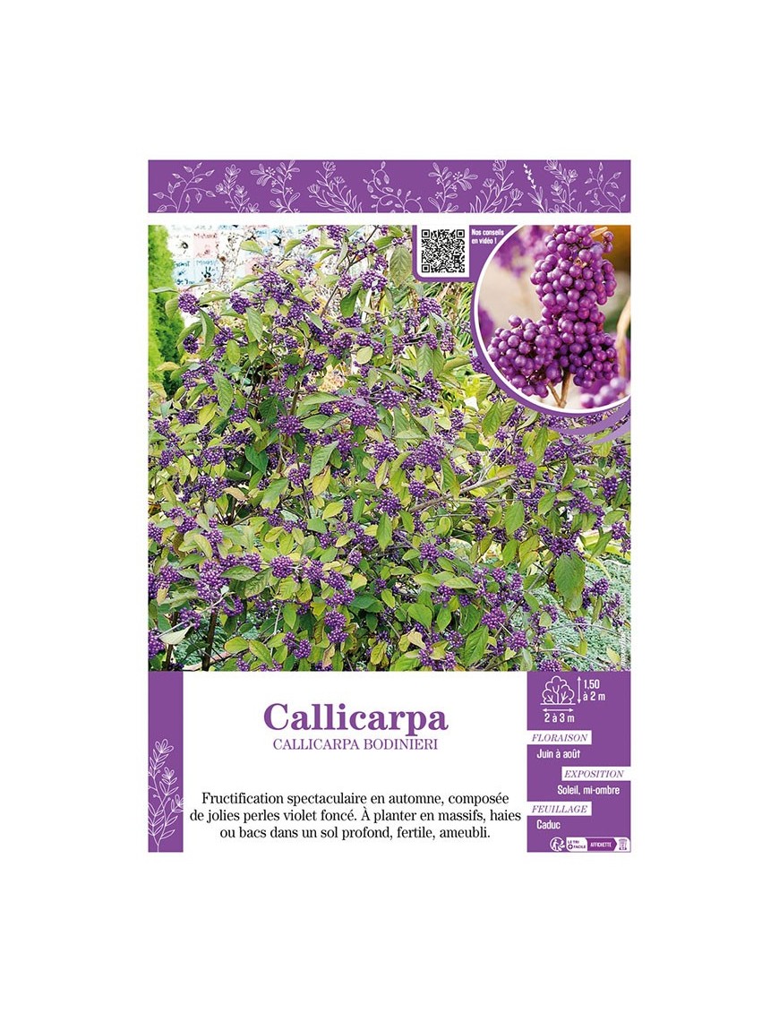 CALLICARPA BODINIERI