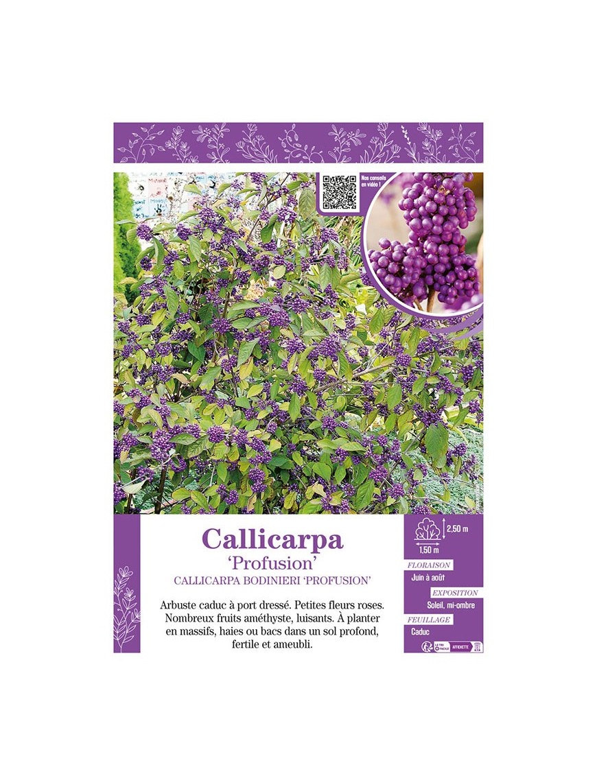 CALLICARPA BODINIERI PROFUSION