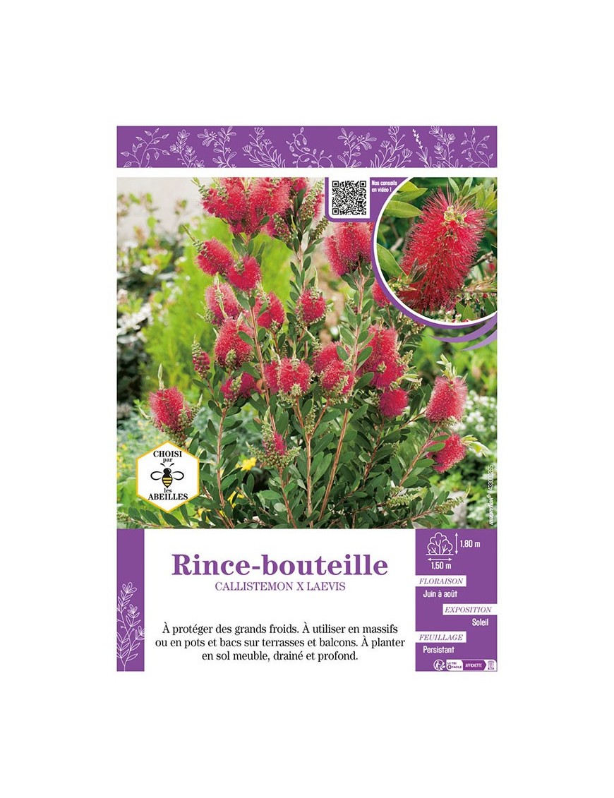 CALLISTEMON X LAEVIS voir RINCE-BOUTEILLE