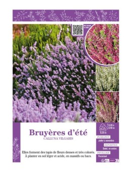 CALLUNA VILGARIS (varié) voir BRUYÈRES D'ÉTÉ