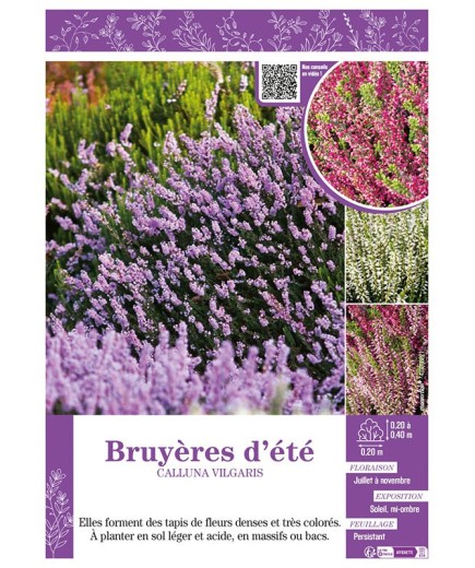 CALLUNA VILGARIS (varié) voir BRUYÈRES D'ÉTÉ