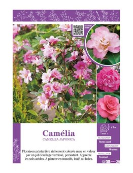 CAMELLIA JAPONICA (rose) voir CAMÉLIA