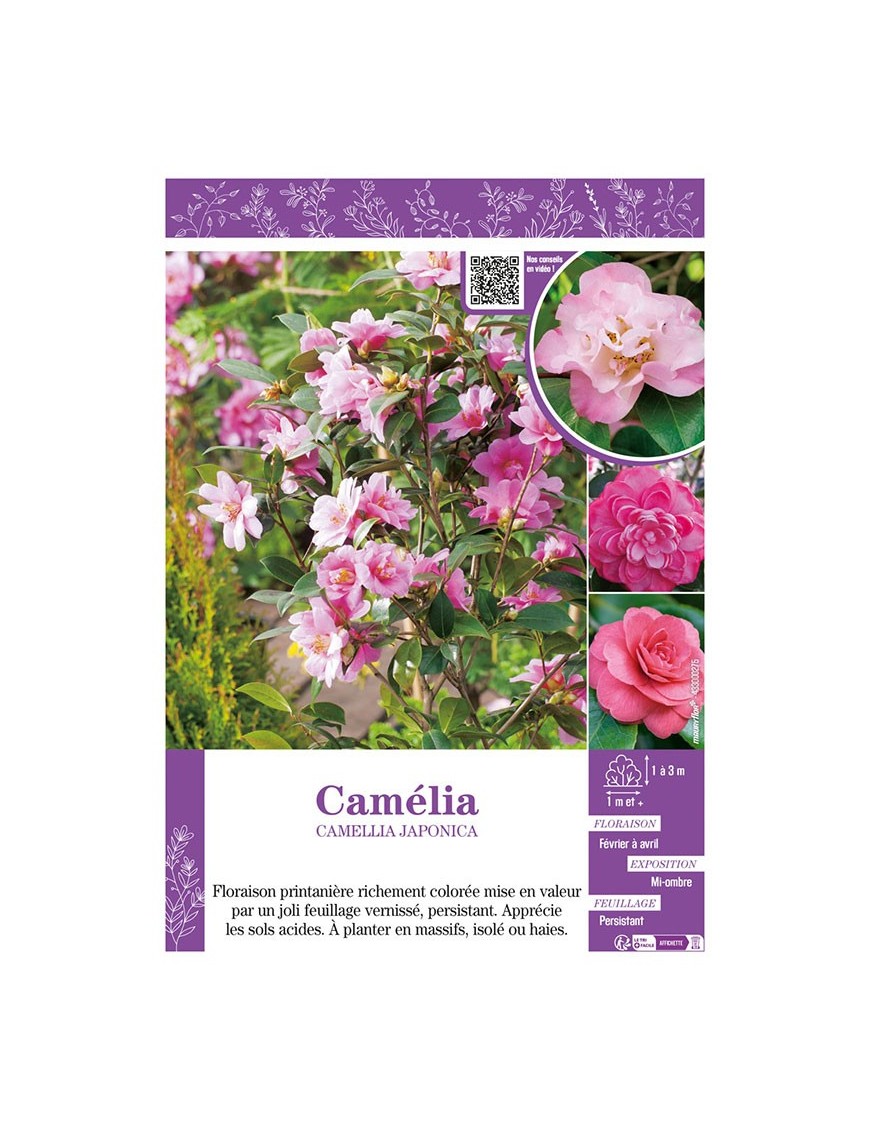 CAMELLIA JAPONICA (rose) voir CAMÉLIA