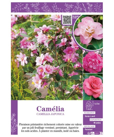 CAMELLIA JAPONICA (rose) voir CAMÉLIA