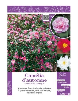 CAMELLIA SASANQUA voir CAMÉLIA D'AUTOMNE