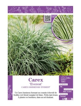CAREX OSHIMENSIS EVEREST