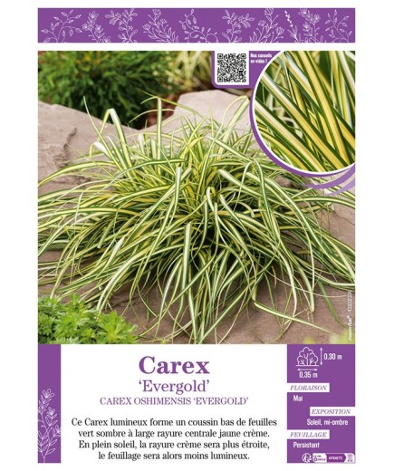 CAREX OSHIMENSIS EVERGOLD