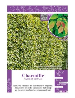 CARPINUS BETULUS voir CHARMILLE