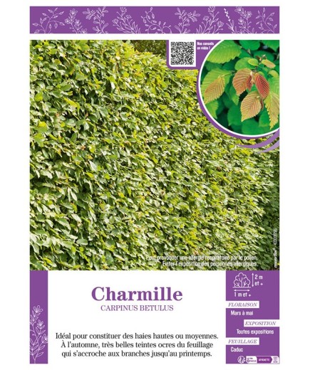 CARPINUS BETULUS voir CHARMILLE