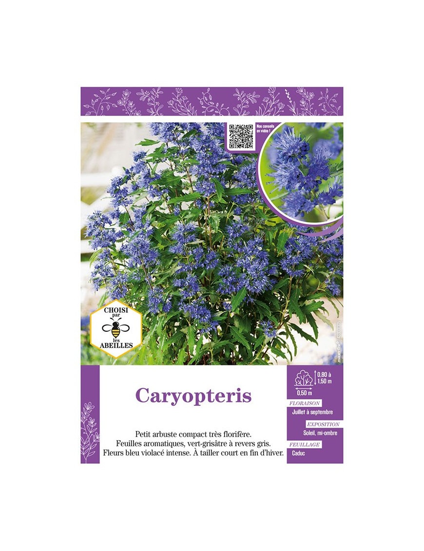 CARYOPTERIS