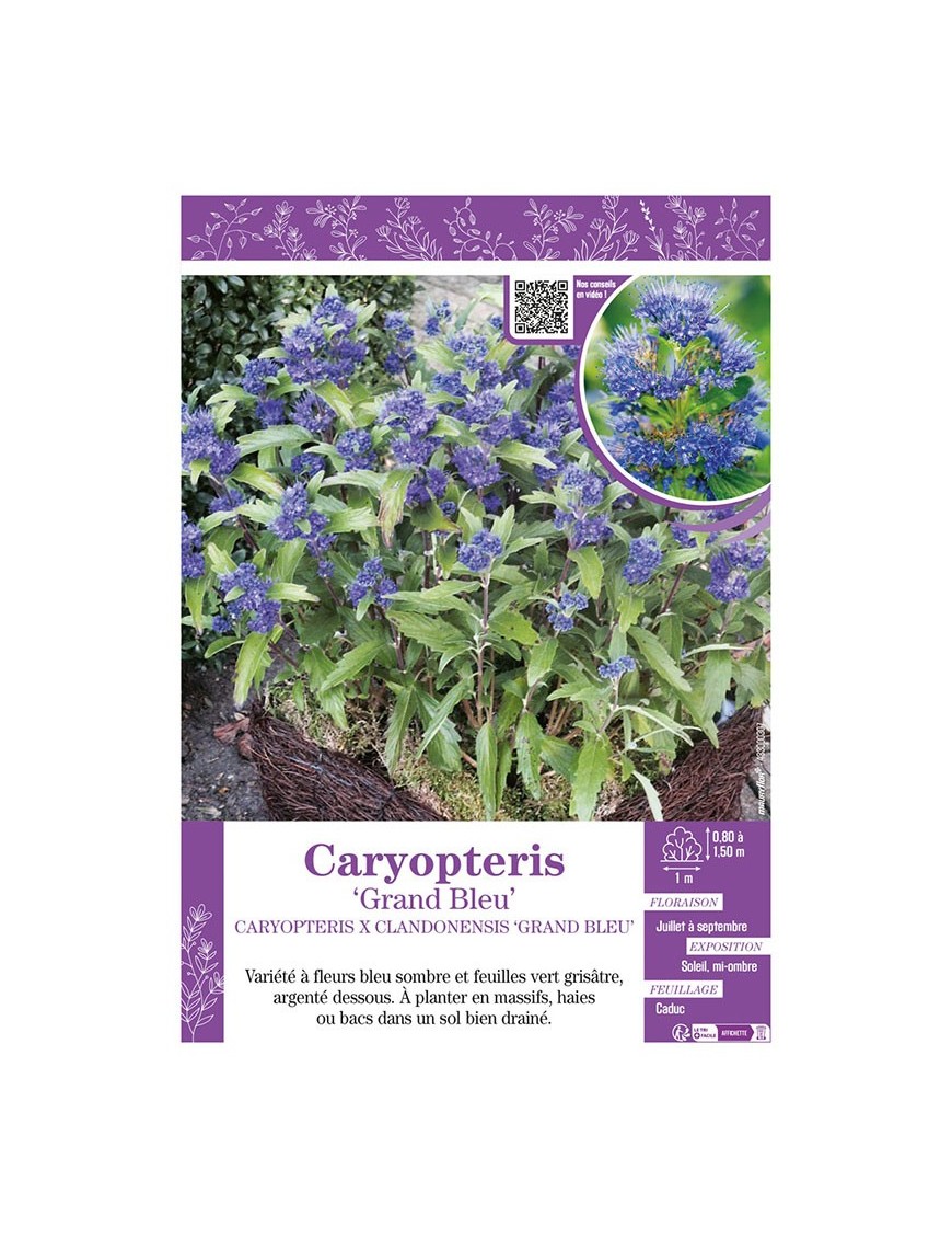 CARYOPTERIS X CLANDONENSIS GRAND BLEU