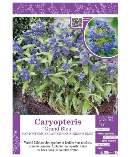 CARYOPTERIS X CLANDONENSIS GRAND BLEU