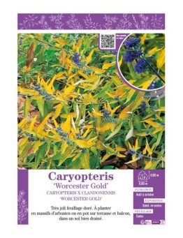 CARYOPTERIS X CLANDONENSIS WORCESTER GOLD