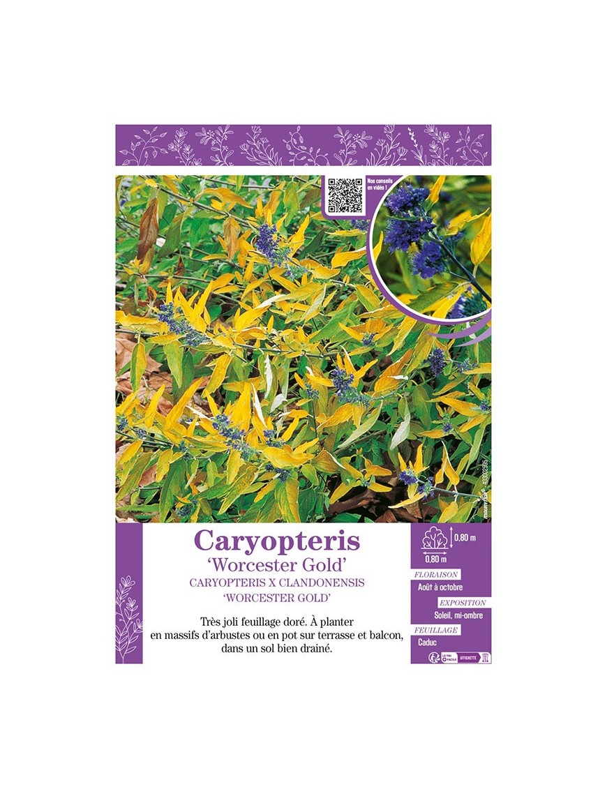 CARYOPTERIS X CLANDONENSIS WORCESTER GOLD
