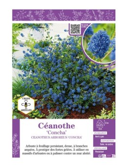 CEANOTHUS ARBOREUS CONCHA voir CÉANOTHE