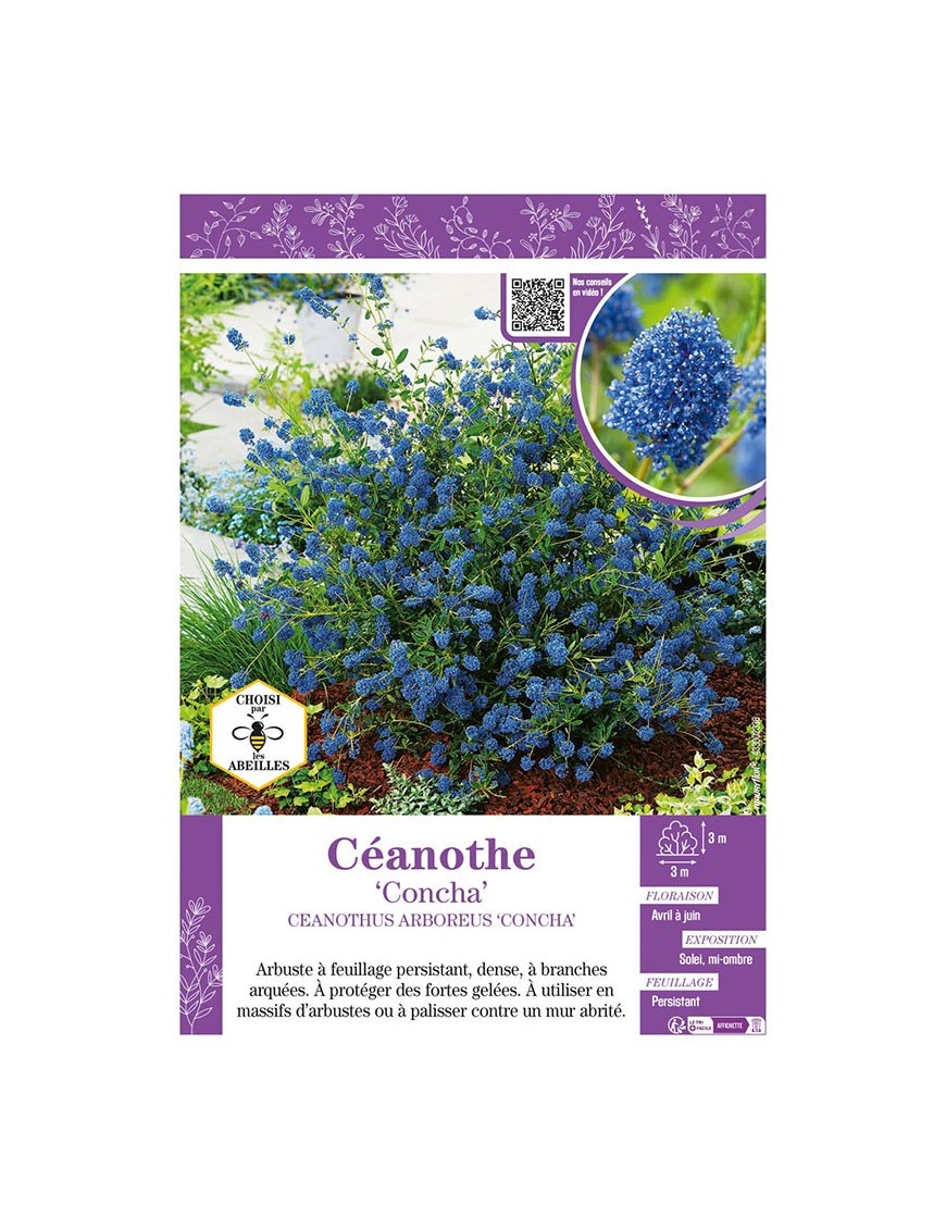 CEANOTHUS ARBOREUS CONCHA voir CÉANOTHE