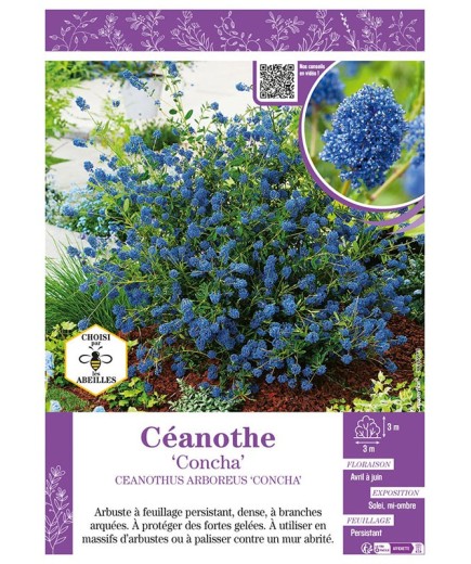 CEANOTHUS ARBOREUS CONCHA voir CÉANOTHE