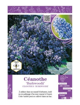 CEANOTHUS BURKWOODII