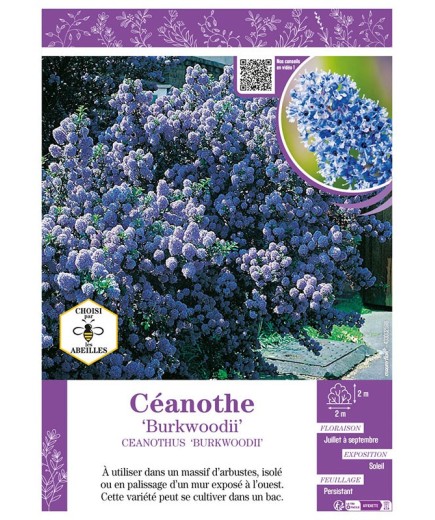 CEANOTHUS BURKWOODII